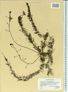 Utricularia vulgaris L., Eastern Europe, Central forest-and-steppe region (E6) (Russia)