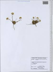 Arabidopsis septentrionalis (N. Busch) D. A. German, Siberia, Central Siberia (S3) (Russia)