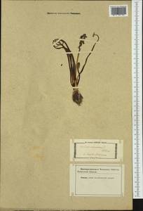 Muscari racemosum Mill., Western Europe (EUR) (Not classified)