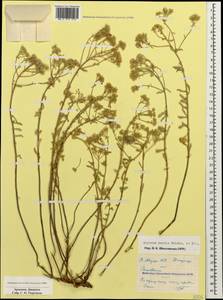 Odontarrhena muralis (Waldst. & Kit.) Endl., Caucasus, Armenia (K5) (Armenia)