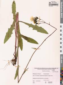 Sonchus arvensis subsp. arvensis, Siberia, Chukotka & Kamchatka (S7) (Russia)