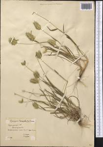 Eremopyrum bonaepartis (Spreng.) Nevski, Middle Asia, Karakum (M6) (Turkmenistan)