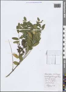 Amorpha fruticosa L., Crimea (KRYM) (Russia)