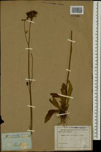Pilosella echioides subsp. echioides, Eastern Europe, South Ukrainian region (E12) (Ukraine)