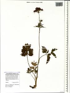 Chaerophyllum rubellum Albov, Caucasus, Stavropol Krai, Karachay-Cherkessia & Kabardino-Balkaria (K1b) (Russia)
