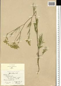 Seseli strictum Ledeb., Siberia, Western (Kazakhstan) Altai Mountains (S2a) (Kazakhstan)