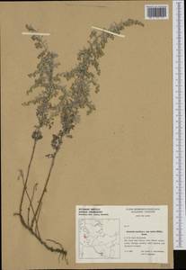 Artemisia maritima L., Western Europe (EUR) (Germany)