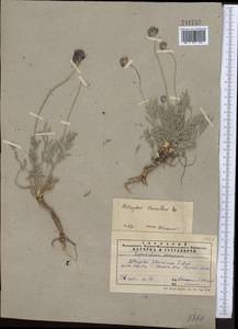 Astragalus stenanthus Bunge, Middle Asia, Western Tian Shan & Karatau (M3) (Kazakhstan)