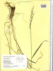 Arrhenatherum elatius (L.) P.Beauv. ex J.Presl & C.Presl., Eastern Europe, Central region (E4) (Russia)