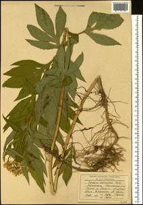 Jacobaea cannabifolia (Less.) E. Wiebe, Siberia, Chukotka & Kamchatka (S7) (Russia)