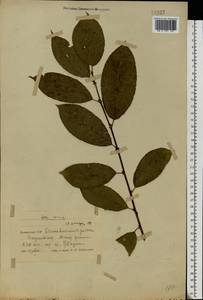 Salix caprea L., Eastern Europe, Belarus (E3a) (Belarus)