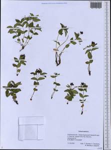 Cornus suecica L., Siberia, Russian Far East (S6) (Russia)