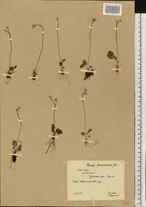 Primula nutans Georgi, Eastern Europe, Northern region (E1) (Russia)