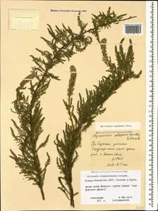 Myricaria squamosa Desv., Caucasus, North Ossetia, Ingushetia & Chechnya (K1c) (Russia)