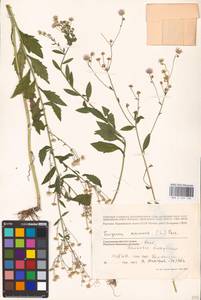 Erigeron annuus (L.) Pers., Eastern Europe, North Ukrainian region (E11) (Ukraine)