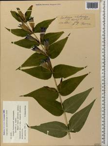 Gentiana asclepiadea L., Caucasus, North Ossetia, Ingushetia & Chechnya (K1c) (Russia)