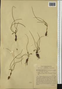 Romulea columnae Sebast. & Mauri, Western Europe (EUR) (Italy)