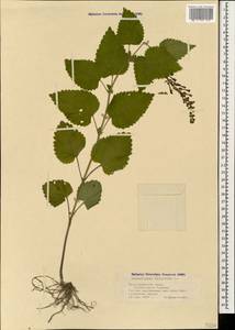 Scutellaria altissima L., Caucasus, Black Sea Shore (from Novorossiysk to Adler) (K3) (Russia)