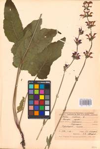 MHA 0 156 263, Salvia pratensis L., Eastern Europe, Central forest-and-steppe region (E6) (Russia)