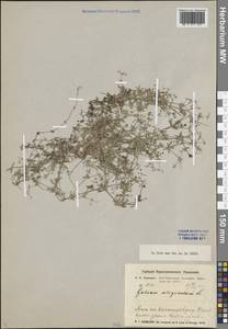 Galium uliginosum L., Siberia, Baikal & Transbaikal region (S4) (Russia)