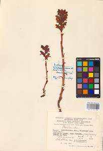 MHA 0 162 389, Orobanche, Eastern Europe, West Ukrainian region (E13) (Ukraine)