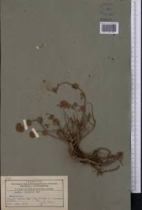 Hylotelephium ewersii (Ledeb.) H. Ohba, Middle Asia, Northern & Central Tian Shan (M4) (Kazakhstan)