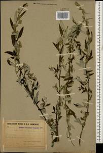Artemisia vulgaris L., Caucasus, Armenia (K5) (Armenia)