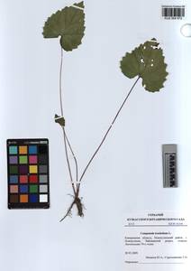 KUZ 004 972, Campanula trachelium L., Siberia, Altai & Sayany Mountains (S2) (Russia)