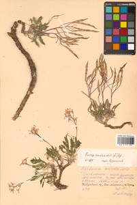 Parrya nudicaulis (L.) Regel, Siberia, Russian Far East (S6) (Russia)