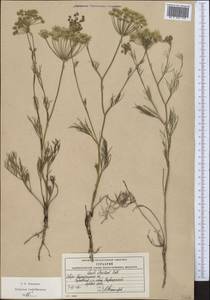 Seseli strictum Ledeb., Middle Asia, Northern & Central Kazakhstan (M10) (Kazakhstan)
