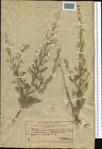 Delphinium camptocarpum Fisch. & C.A.Mey., Middle Asia, Muyunkumy, Balkhash & Betpak-Dala (M9) (Kazakhstan)