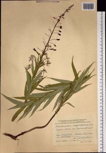 Chamaenerion angustifolium (L.) Scop., Siberia, Yakutia (S5) (Russia)