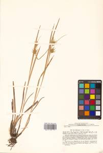 Carex michauxiana subsp. asiatica Hultén, Siberia, Chukotka & Kamchatka (S7) (Russia)