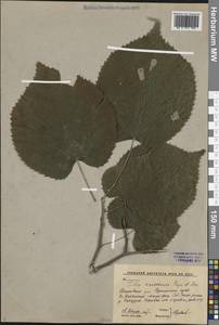 Tilia mandshurica Rupr. & Maxim., Siberia, Russian Far East (S6) (Russia)