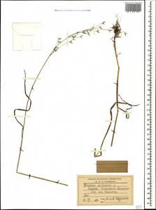 Bromus arvensis L., Caucasus, Stavropol Krai, Karachay-Cherkessia & Kabardino-Balkaria (K1b) (Russia)