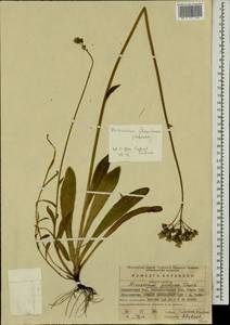 Pilosella caespitosa subsp. caespitosa, Eastern Europe, Moscow region (E4a) (Russia)
