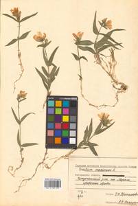 Dichodon maximum (L.) Á. Löve & D. Löve, Siberia, Chukotka & Kamchatka (S7) (Russia)