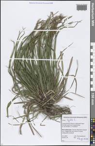 Carex digitata L., Eastern Europe, Eastern region (E10) (Russia)