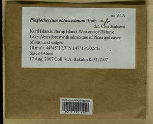 Plagiothecium obtusissimum Broth., Bryophytes, Bryophytes - Russian Far East (excl. Chukotka & Kamchatka) (B20) (Russia)