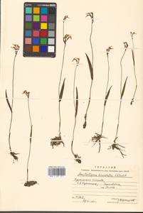 Hemipilia kinoshitae (Makino) Y.Tang, H.Peng & T.Yukawa, Siberia, Russian Far East (S6) (Russia)