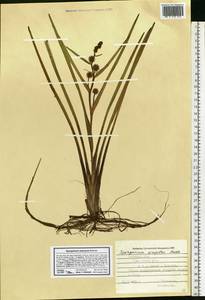 Sparganium emersum Rehmann, Eastern Europe, Central forest-and-steppe region (E6) (Russia)