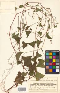Persicaria senticosa (Meisn.) H. Gross, Siberia, Russian Far East (S6) (Russia)