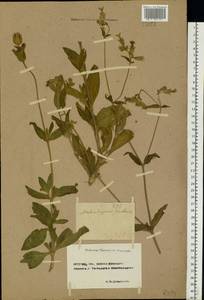 Silene latifolia subsp. alba (Mill.) Greuter & Burdet, Eastern Europe, Rostov Oblast (E12a) (Russia)