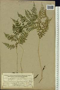 Cystopteris sudetica A.Braun & Milde, Eastern Europe, Volga-Kama region (E7) (Russia)