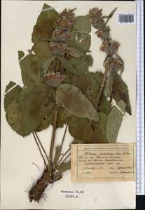 Phlomoides pratensis (Kar. & Kir.) Adylov, Kamelin & Makhm., Middle Asia, Northern & Central Tian Shan (M4) (Kazakhstan)