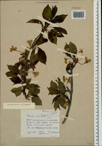 Prunus avium (L.) L., Crimea (KRYM) (Russia)