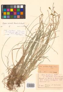 Carex nervata Franch. & Sav., Siberia, Russian Far East (S6) (Russia)