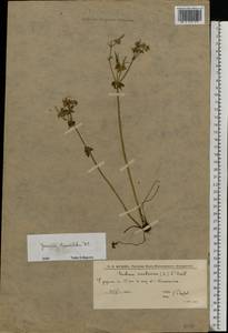 Geranium linearilobum DC. in Lam. & DC., Eastern Europe, Lower Volga region (E9) (Russia)