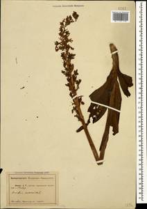 Orchis mascula (L.) L., Caucasus, Abkhazia (K4a) (Abkhazia)