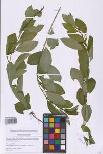 Prunus fruticosa Pall., Eastern Europe, Moscow region (E4a) (Russia)